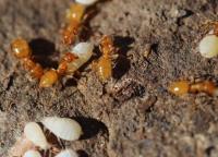 Ant Control Braddon image 2